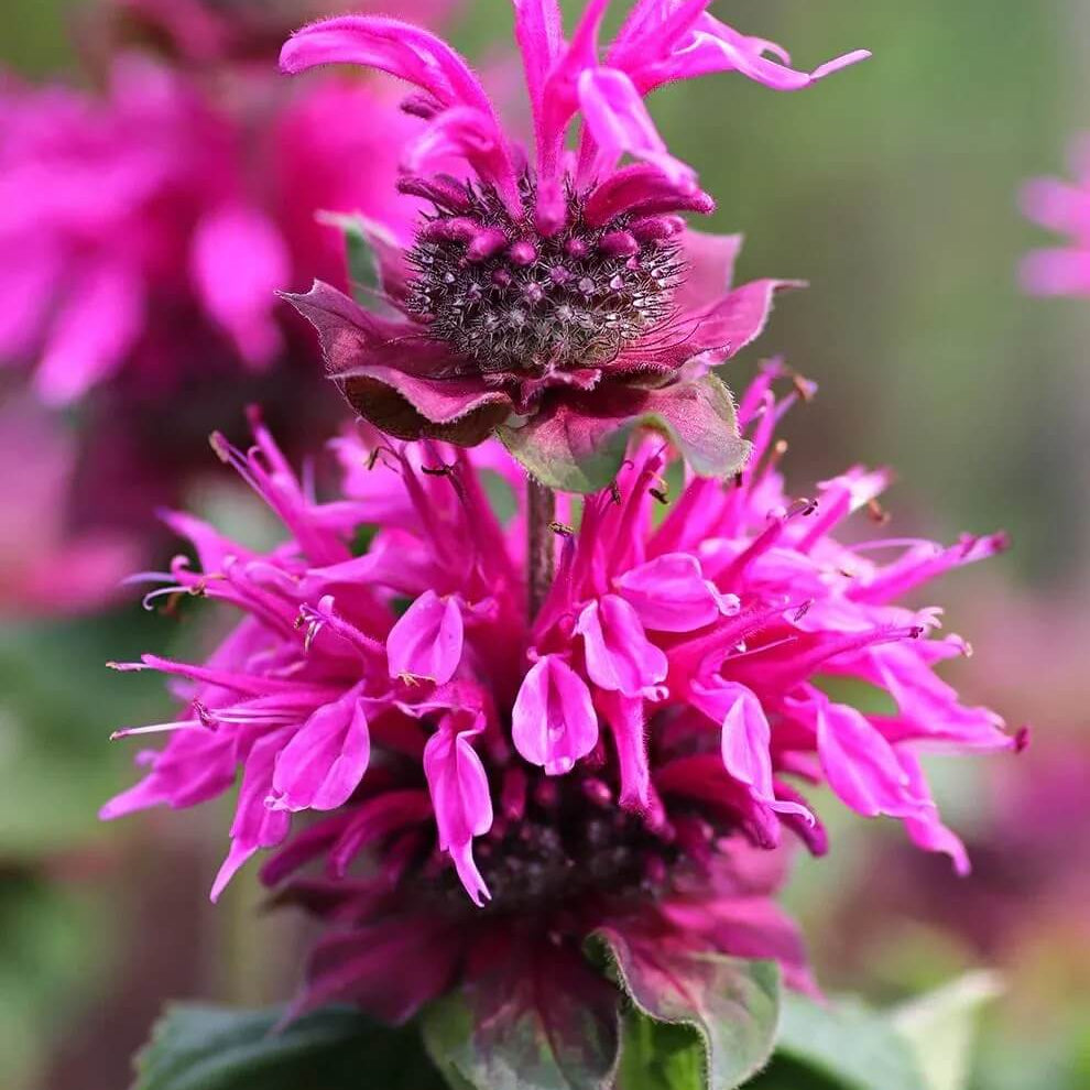 Bee Balm Seeds - Mixed Garden Seeds for Growing