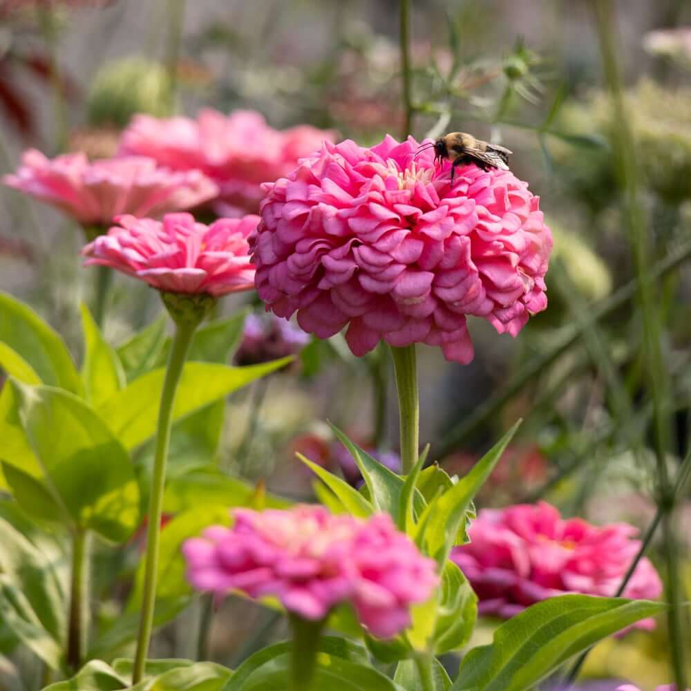 Benary Giant Pink Zinnia Seeds - Heirloom Flower Garden Seeds for Growing