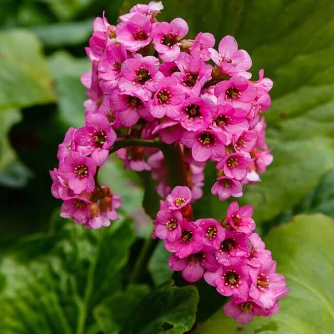 Bergenia Seeds - Heirloom Flower Garden Seeds for Growing