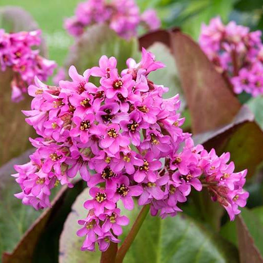 Bergenia Seeds - Heirloom Flower Garden Seeds for Growing