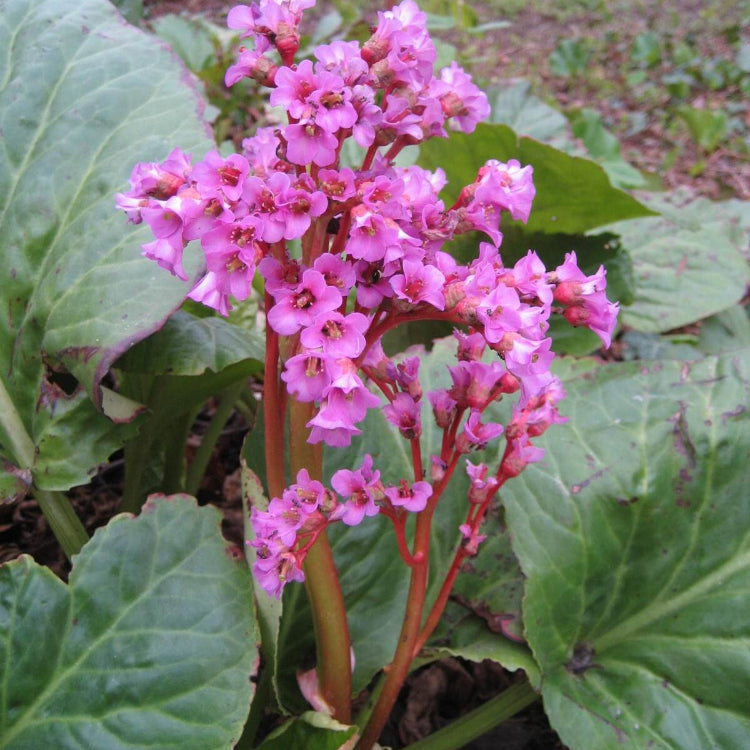 Bergenia Seeds - Heirloom Flower Garden Seeds for Growing