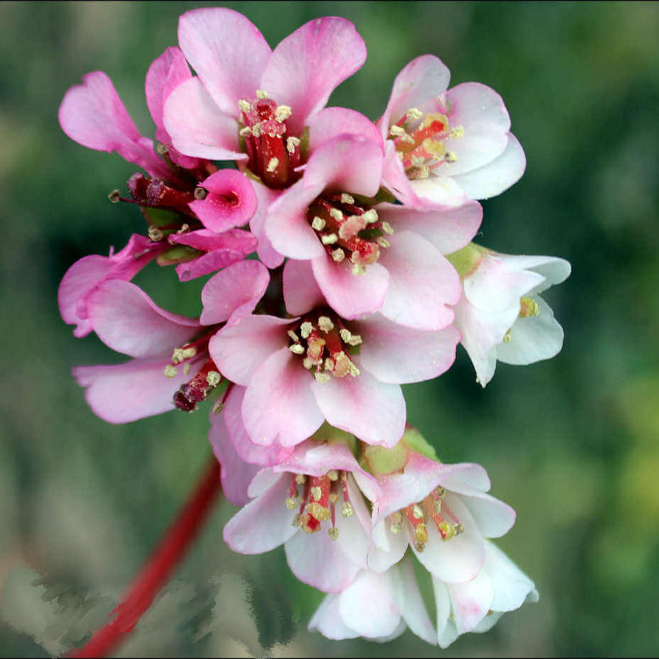 Bergenia Seeds - Heirloom Flower Garden Seeds for Growing