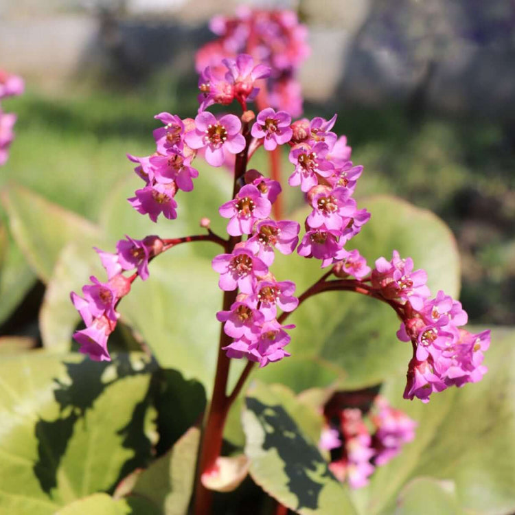 Bergenia Seeds - Heirloom Flower Garden Seeds for Growing