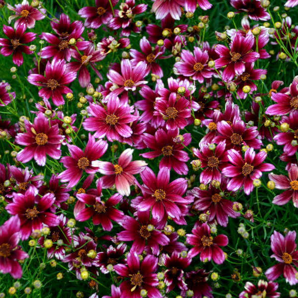 Berry Chiffon Coreopsis Seeds -  Heirloom Flower Garden Seeds for Growing