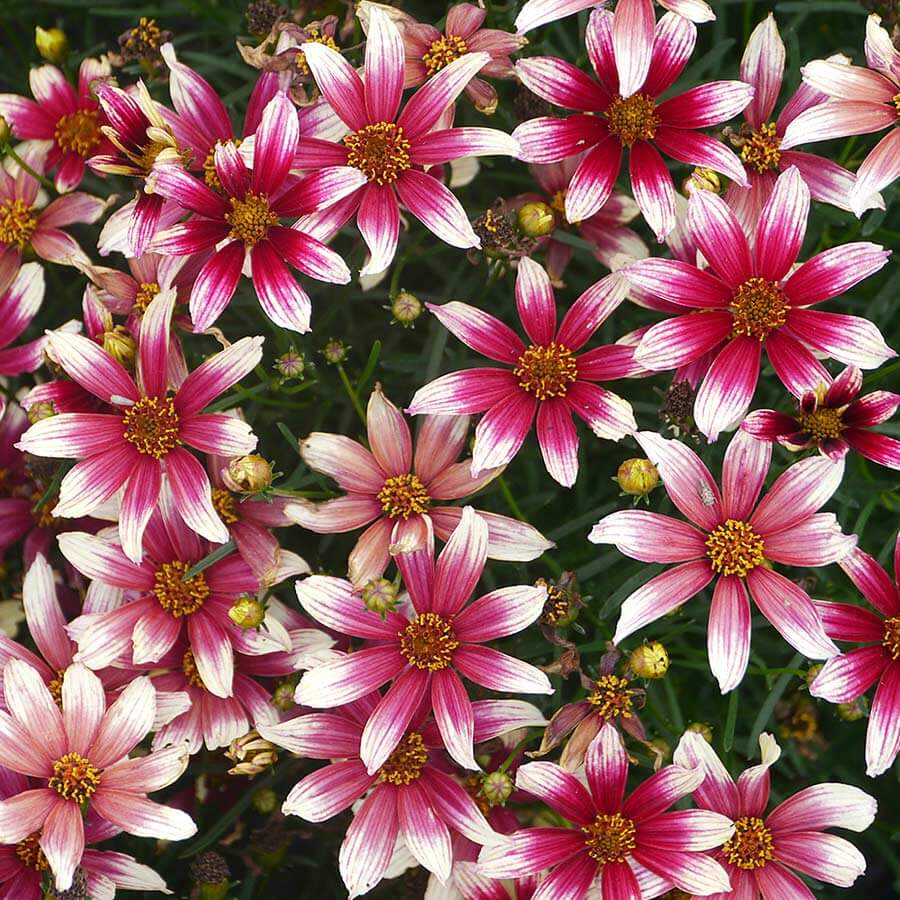 Berry Chiffon Coreopsis Seeds -  Heirloom Flower Garden Seeds for Growing