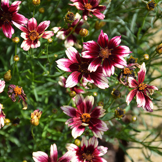 Berry Chiffon Coreopsis Seeds -  Heirloom Flower Garden Seeds for Growing
