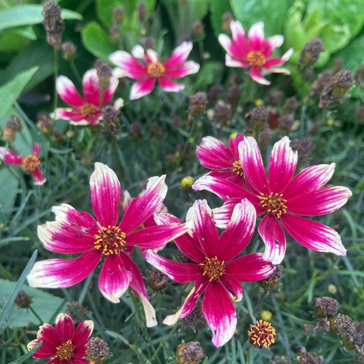 Berry Chiffon Coreopsis Seeds -  Heirloom Flower Garden Seeds for Growing