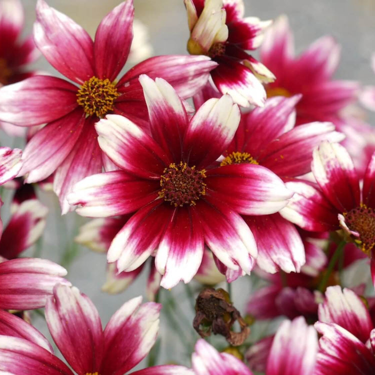 Berry Chiffon Coreopsis Seeds -  Heirloom Flower Garden Seeds for Growing
