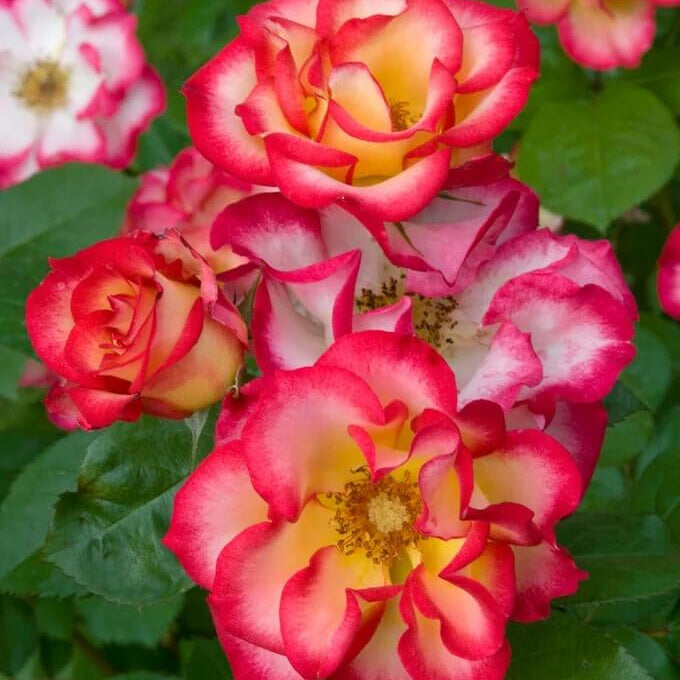 Betty Boop Rosa spp. Seeds - Heirloom Flower Garden Seeds for Growing