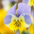 Bi-Color Viola Miniola Aqua Herz Seeds - Heirloom Flower Garden Seeds for Growing