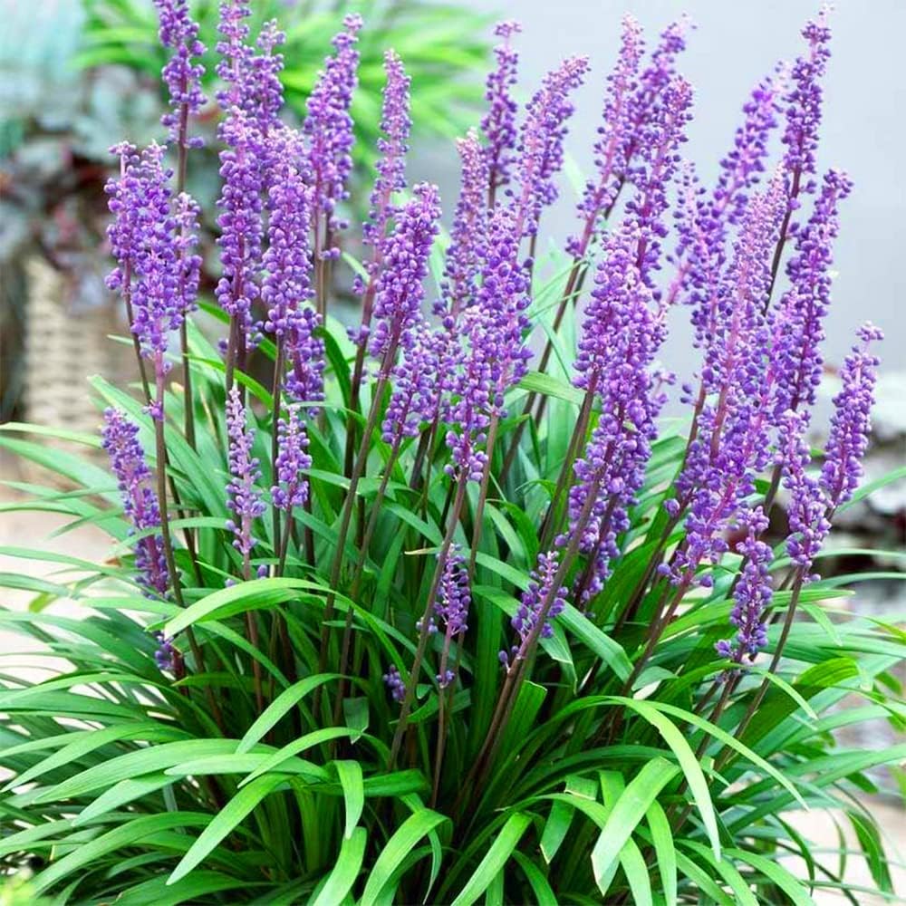 Big Blue Liriope Seeds - Heirloom Flower Garden Seeds for Growing
