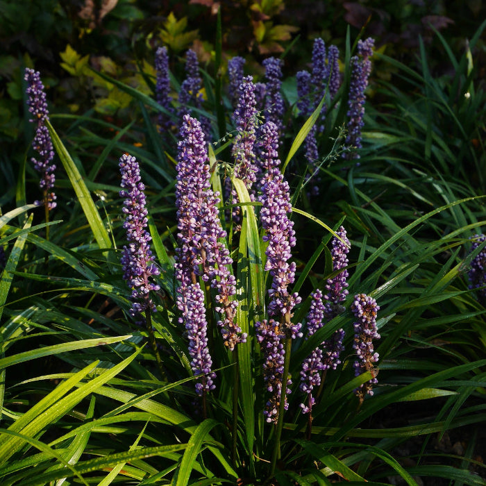 Big Blue Liriope Seeds - Heirloom Flower Garden Seeds for Growing