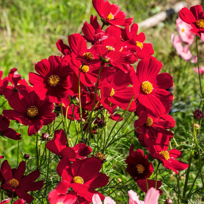 Bipinnatus Dazzler Cosmos Seeds - Heirloom Flower Garden Seeds for Growing