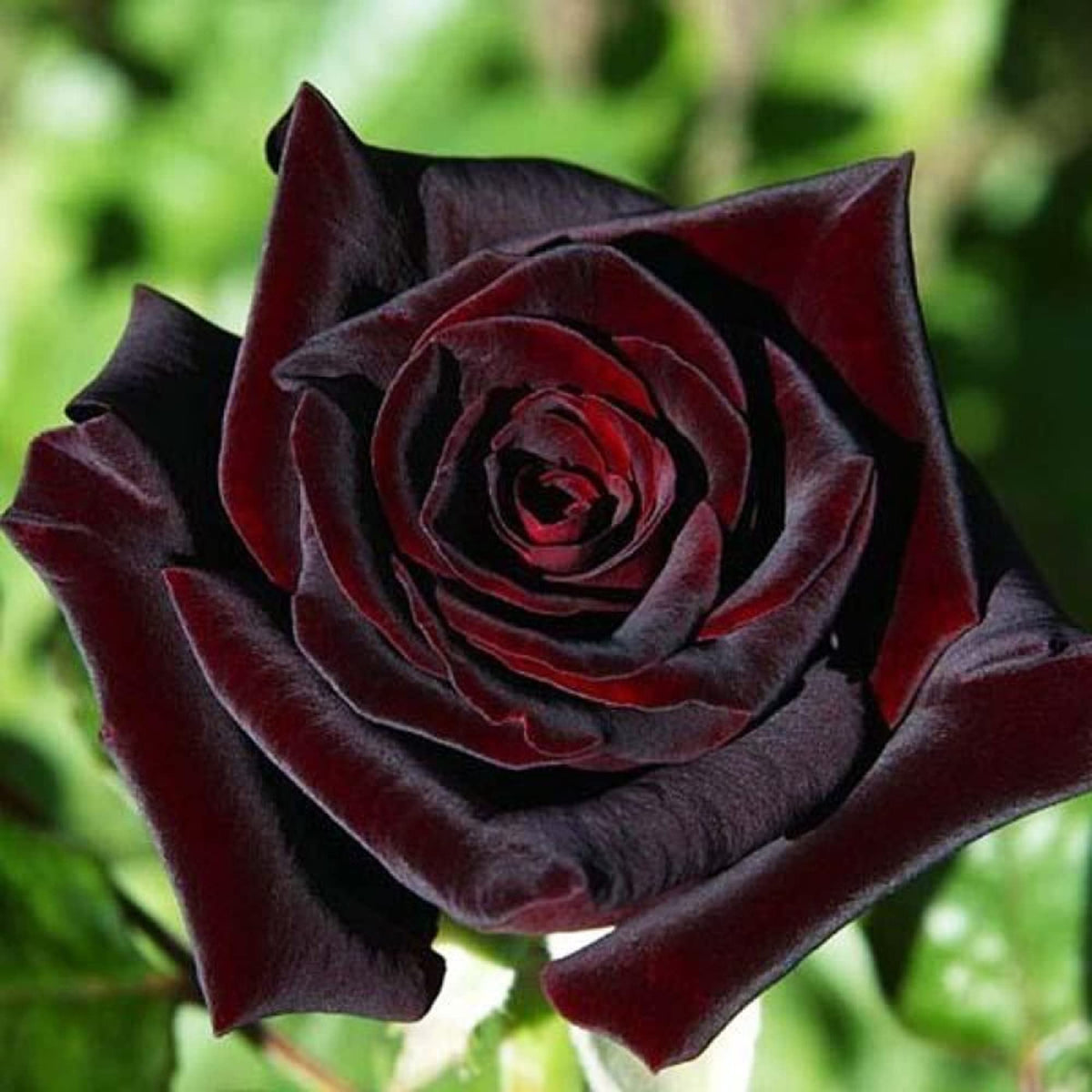 Black Baccara Rose Seeds - Heirloom Flower Garden Seeds for Growing