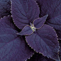 Black Coleus Seeds - Heirloom Flower Garden Seeds for Growing