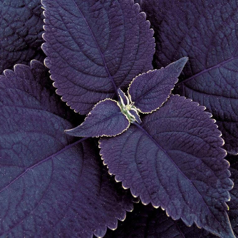 Black Coleus Seeds - Heirloom Flower Garden Seeds for Growing