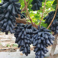 Black Finger Grape Seeds - Heirloom Flower Garden Seeds for Growing