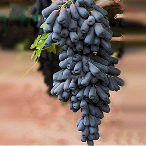 Black Finger Grape Seeds - Heirloom Flower Garden Seeds for Growing