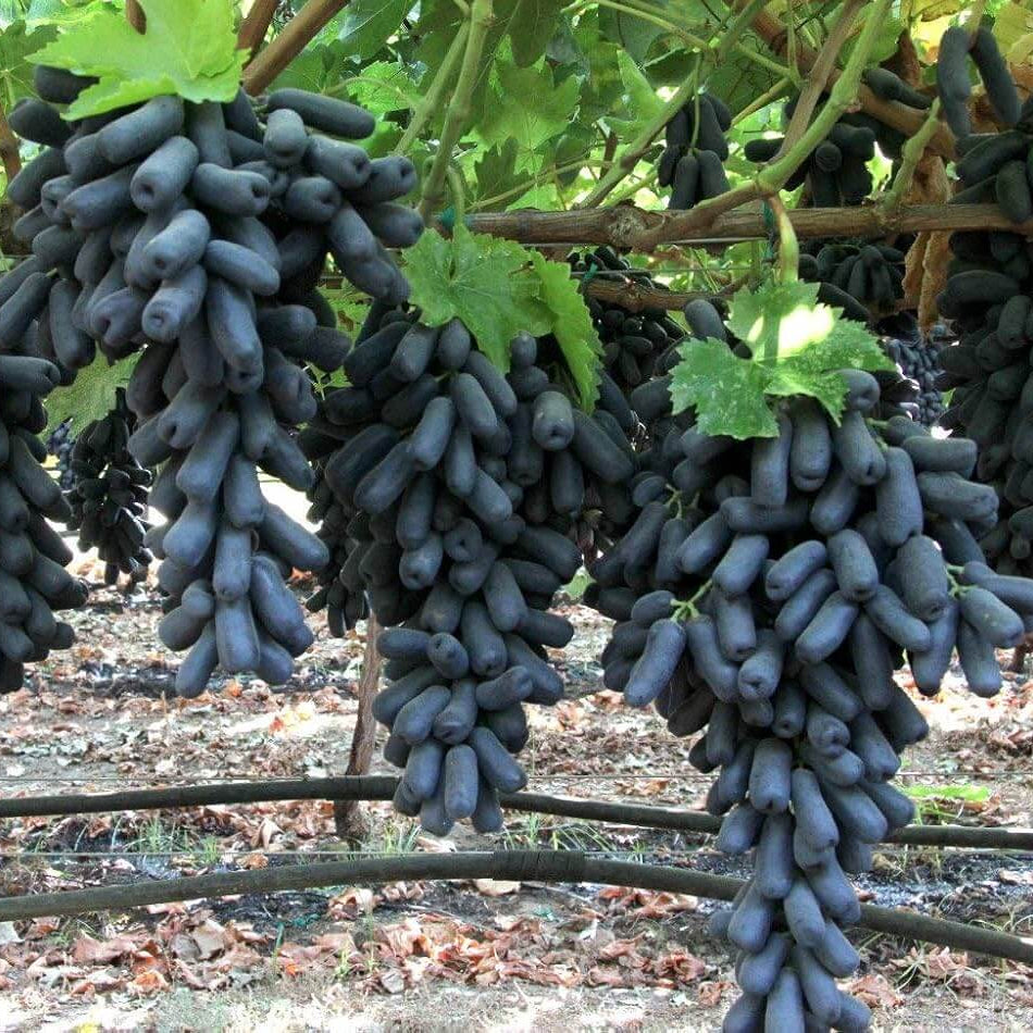 Black Finger Grape Seeds - Heirloom Flower Garden Seeds for Growing