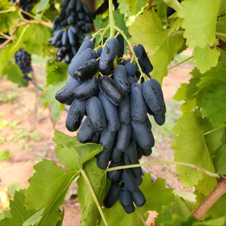 Black Finger Grape Seeds - Heirloom Flower Garden Seeds for Growing