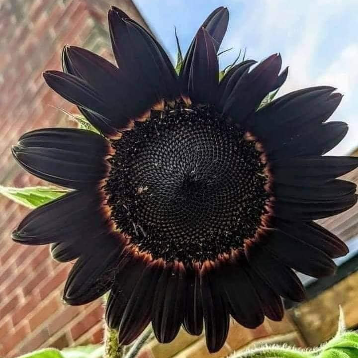 Black Giant Sunflower Seeds - Heirloom Flower Garden Seeds for Growing