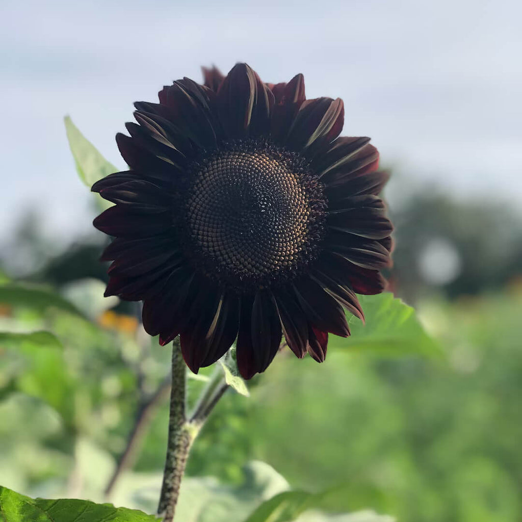 Black Giant Sunflower Seeds - Heirloom Flower Garden Seeds for Growing