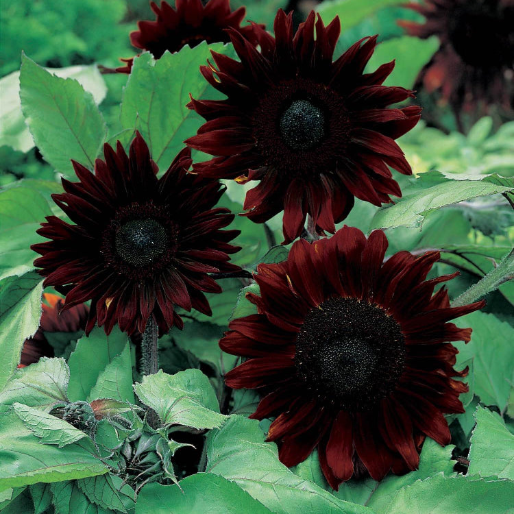 Black Giant Sunflower Seeds - Heirloom Flower Garden Seeds for Growing