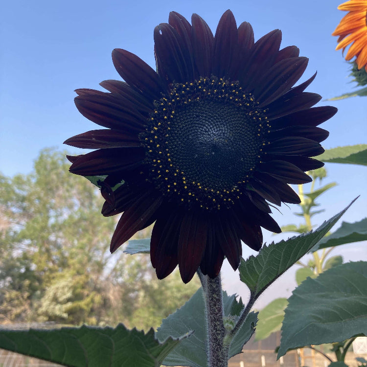 Black Giant Sunflower Seeds - Heirloom Flower Garden Seeds for Growing