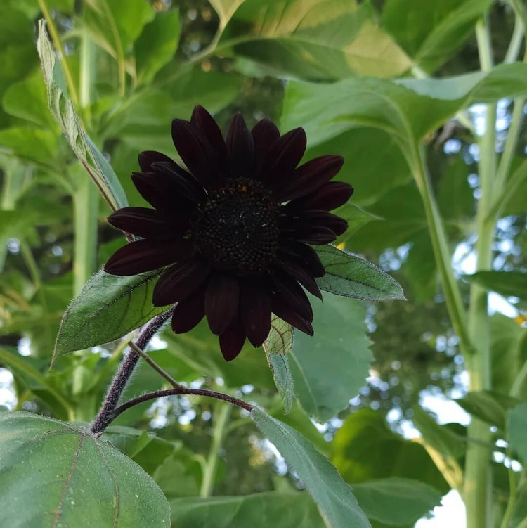 Black Giant Sunflower Seeds - Heirloom Flower Garden Seeds for Growing