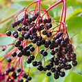 Black Hawthorn Seeds - Heirloom Flower Garden Seeds for Growing