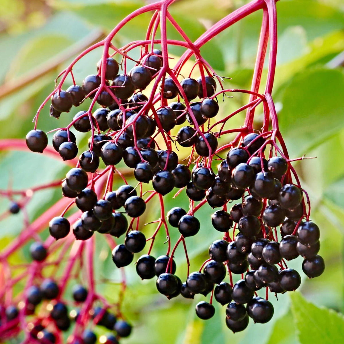 Black Hawthorn Seeds - Heirloom Flower Garden Seeds for Growing