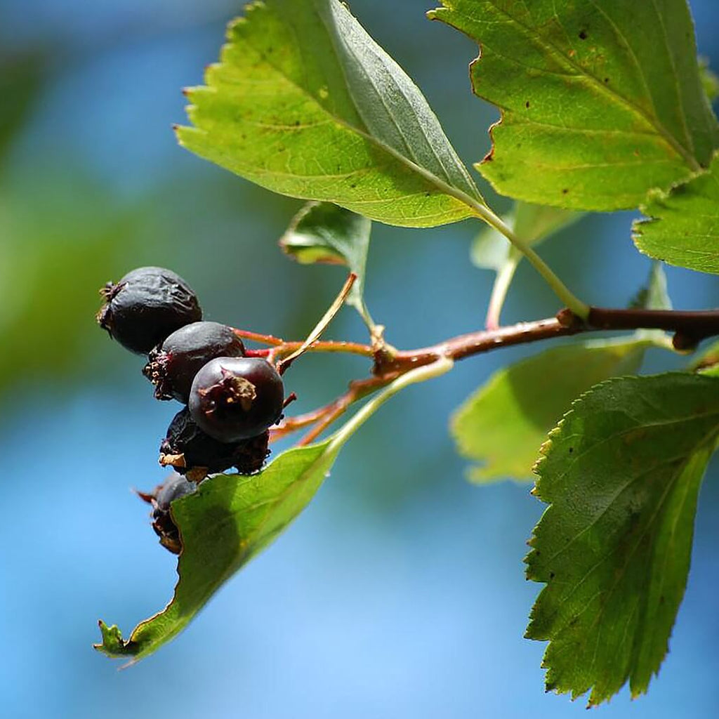 Black Hawthorn Seeds - Heirloom Flower Garden Seeds for Growing