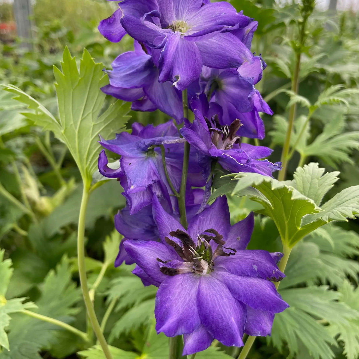 Black Knight Delphinium Seeds  - Heirloom Flower Garden Seeds for Growing