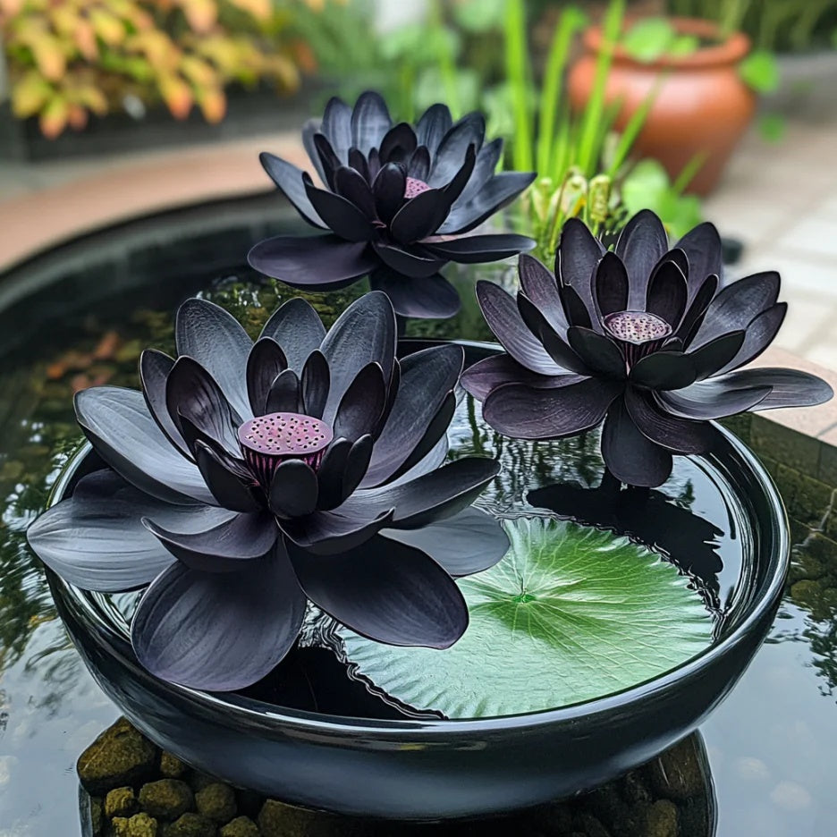 Black Lotus Seeds - Heirloom Flower Garden Seeds for Growing