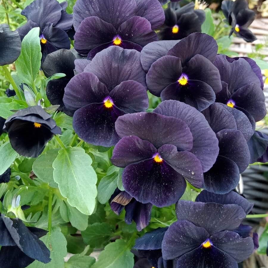 Black Pansy Viola Tricolor Seeds - Heirloom Flower Garden Seeds for Growing