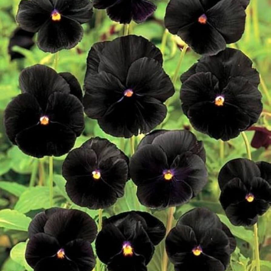 Black Pansy Viola Tricolor Seeds - Heirloom Flower Garden Seeds for Growing