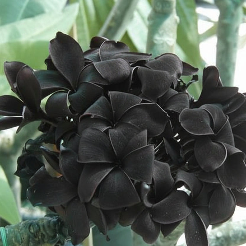 Black Plumeria Seeds - Heirloom Flower Garden Seeds for Growing