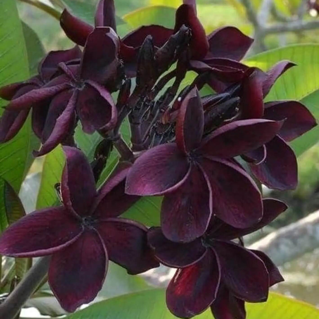 Black Plumeria Seeds - Heirloom Flower Garden Seeds for Growing