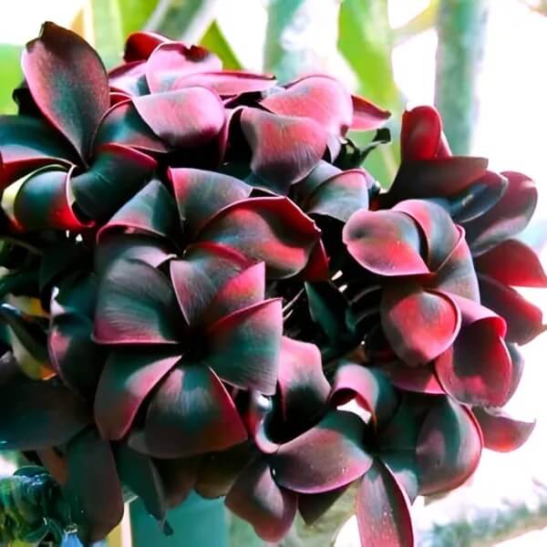 Black Plumeria Seeds - Heirloom Flower Garden Seeds for Growing