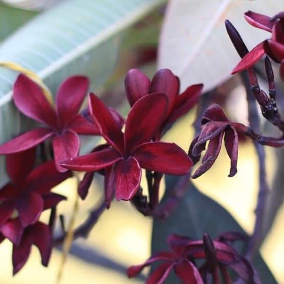 Black Plumeria Seeds - Heirloom Flower Garden Seeds for Growing