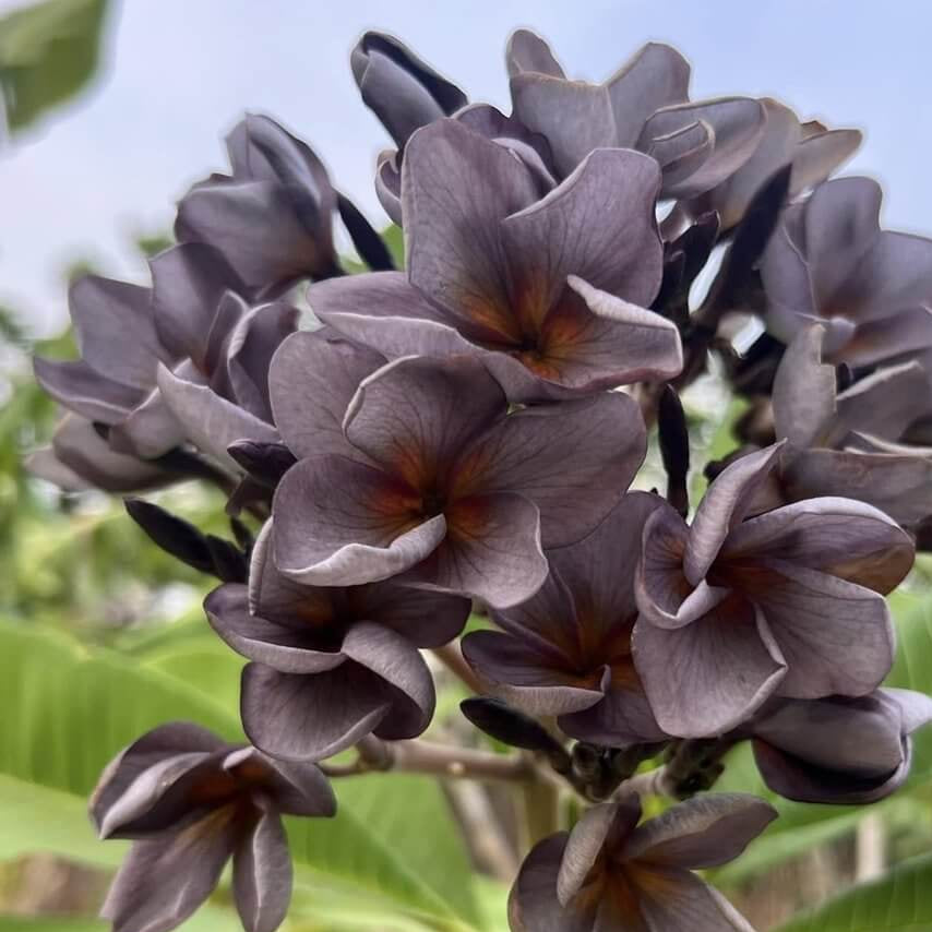 Black Plumeria Seeds - Heirloom Flower Garden Seeds for Growing
