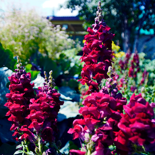 Black Prince Snapdragon Seeds - Heirloom Flower Garden Seeds for Growing