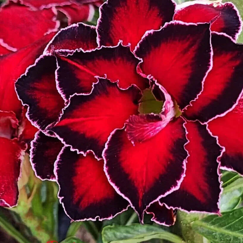 Black Red Adenium Seeds - Heirloom Flower Garden Seeds for Growing