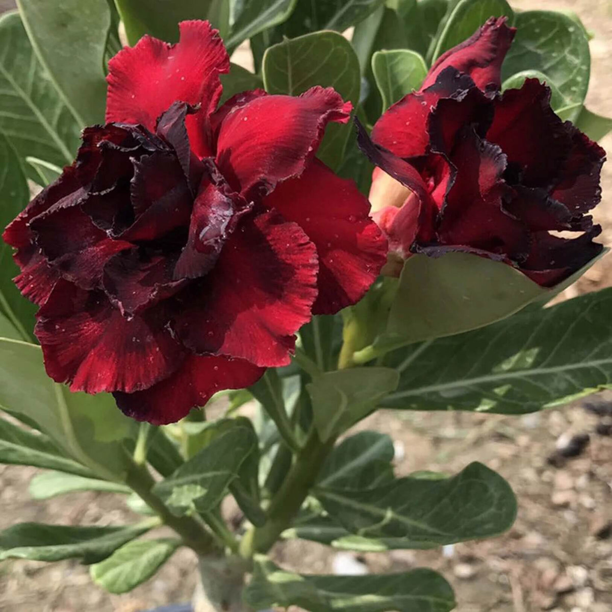 Black Red Adenium Seeds - Heirloom Flower Garden Seeds for Growing