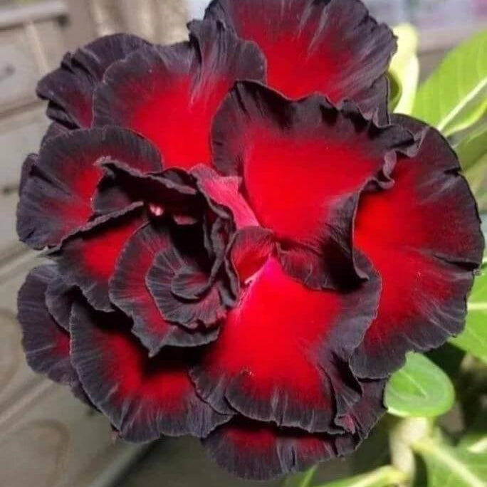 Black Red Adenium Seeds - Heirloom Flower Garden Seeds for Growing