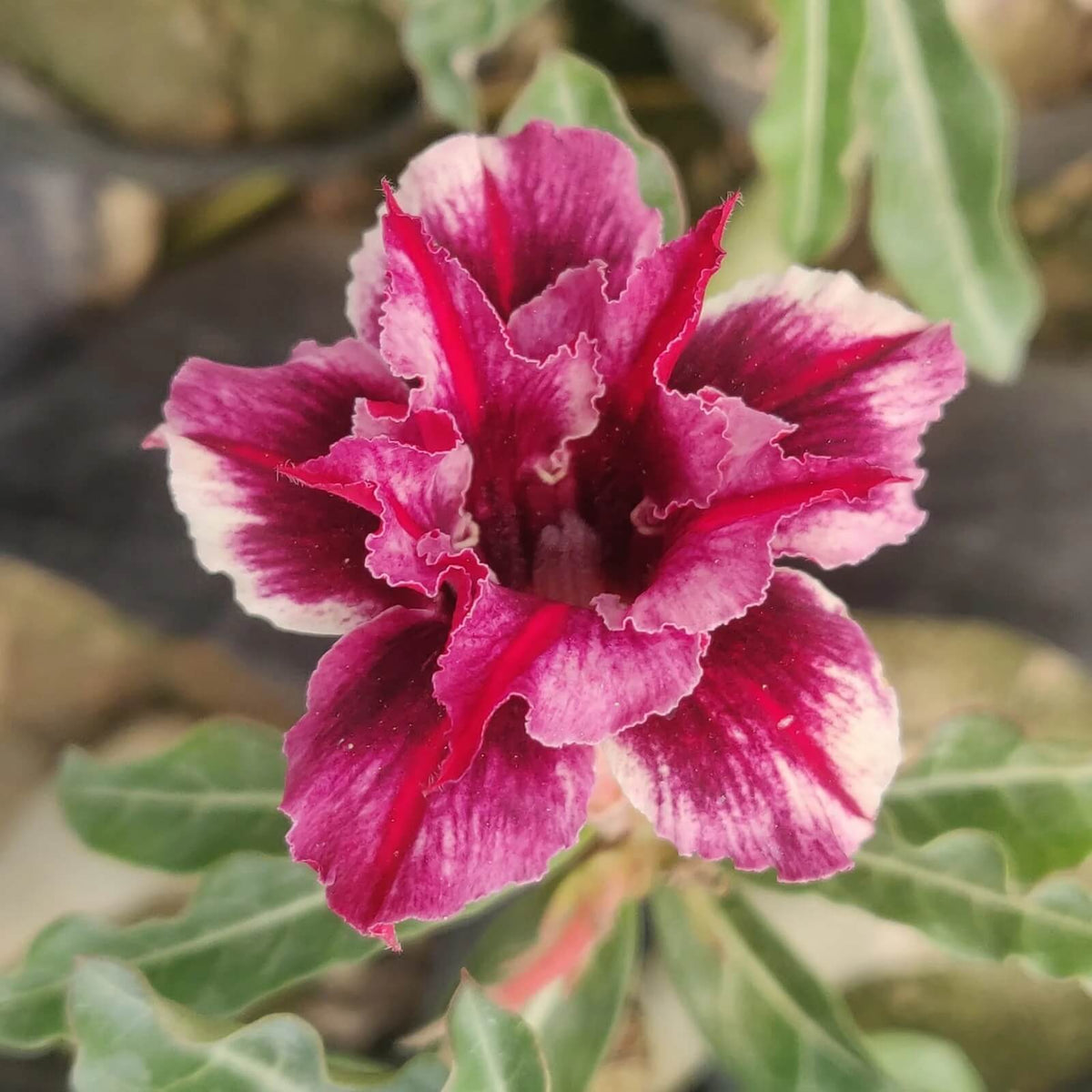 Black Red Adenium Seeds - Heirloom Flower Garden Seeds for Growing