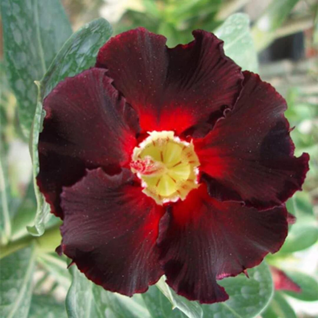 Black Red Adenium Seeds - Heirloom Flower Garden Seeds for Growing