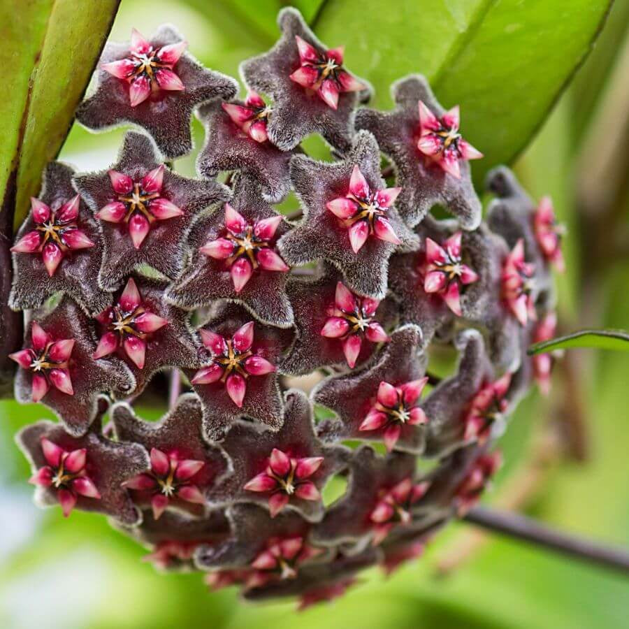 Black Red Hoya Seeds - Heirloom Flower Garden Seeds for Growing
