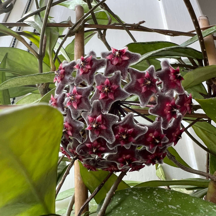 Black Red Hoya Seeds - Heirloom Flower Garden Seeds for Growing