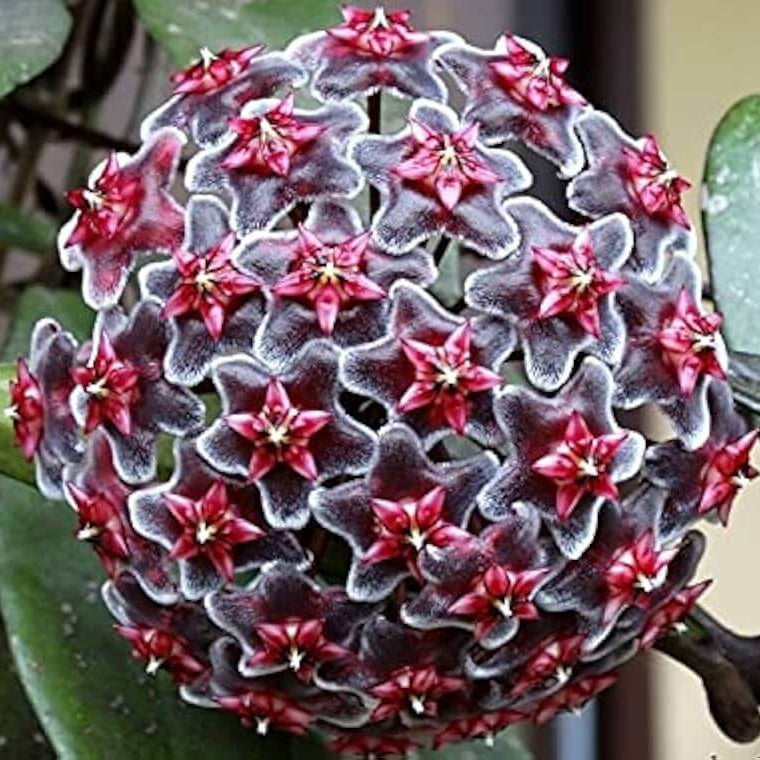 Black Red Hoya Seeds - Heirloom Flower Garden Seeds for Growing